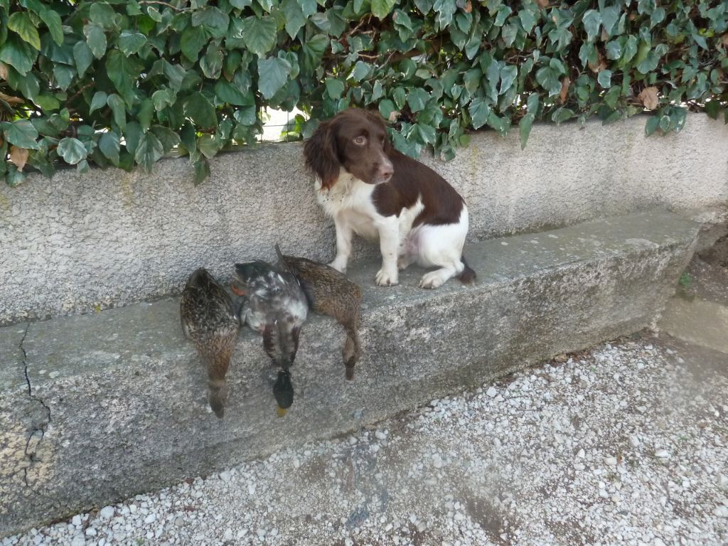 Du Roi Des Broussailles - première passe au canard  pour pino