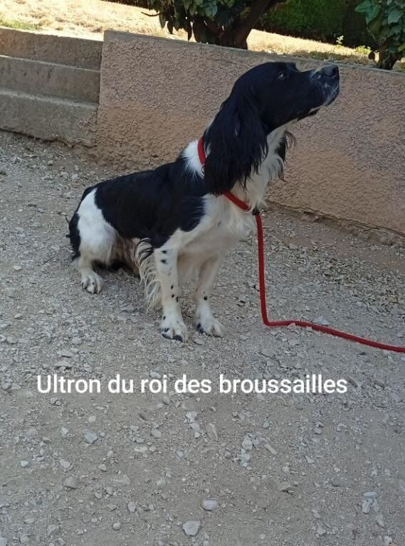 Ultron Du Roi Des Broussailles
