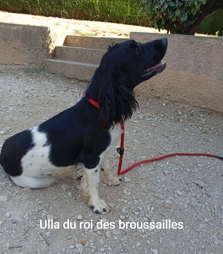 Ulla Du Roi Des Broussailles
