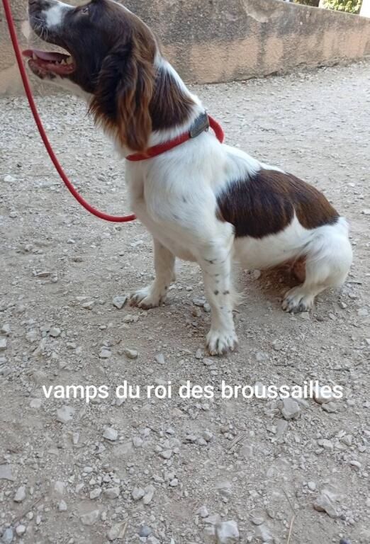 Vamps Du Roi Des Broussailles