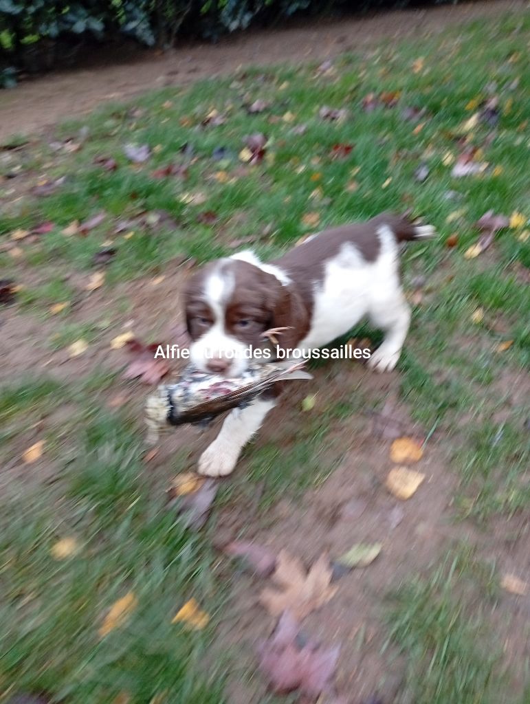 Chiots de 6 semaines 