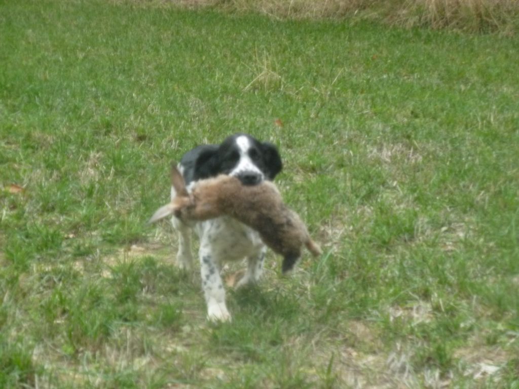 chasse
