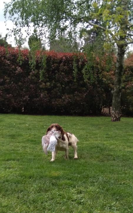 Du Roi Des Broussailles - English Springer Spaniel - Portée née le 15/04/2024