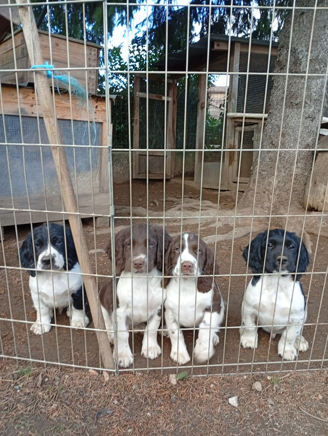 Chiot English Springer Spaniel Du Roi Des Broussailles