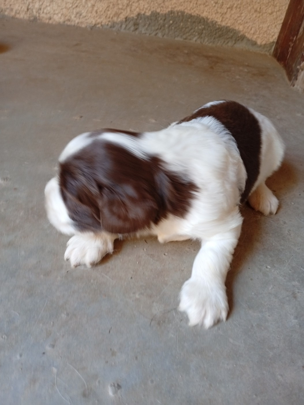 Du Roi Des Broussailles - Chiots disponibles - English Springer Spaniel