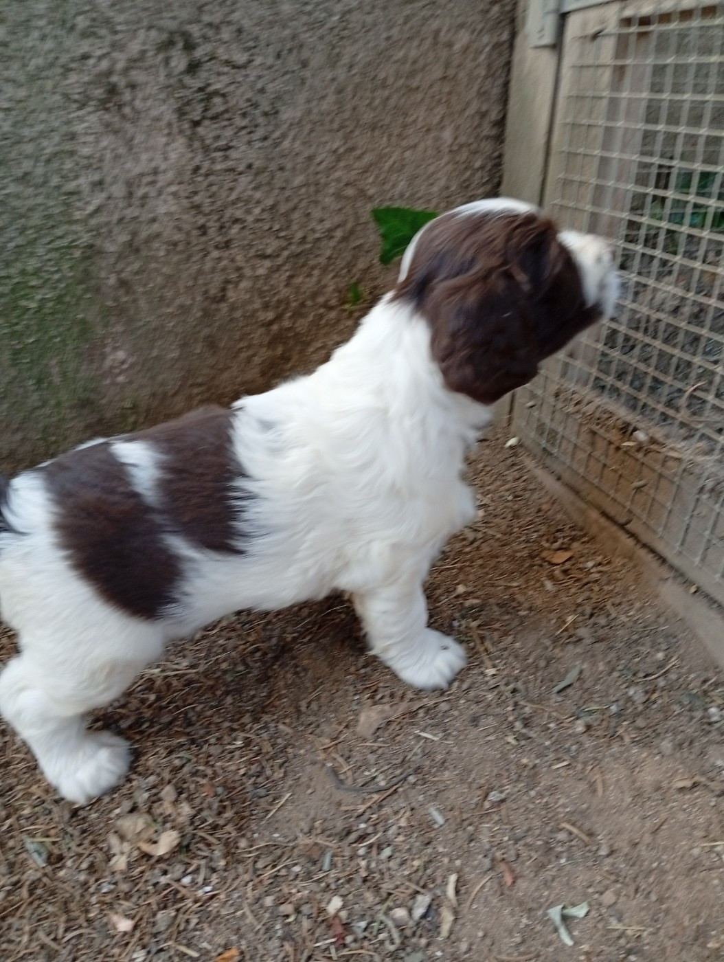 Du Roi Des Broussailles - Chiots disponibles - English Springer Spaniel