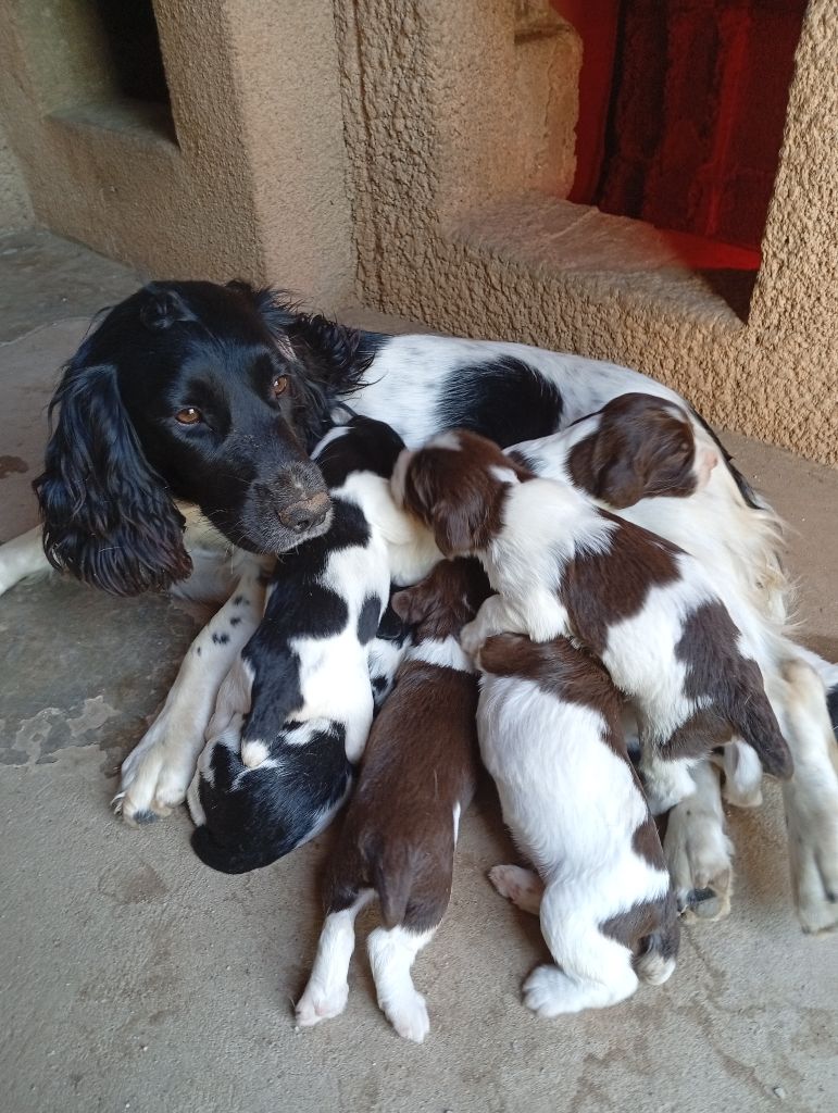 Du Roi Des Broussailles - English Springer Spaniel - Portée née le 15/09/2025