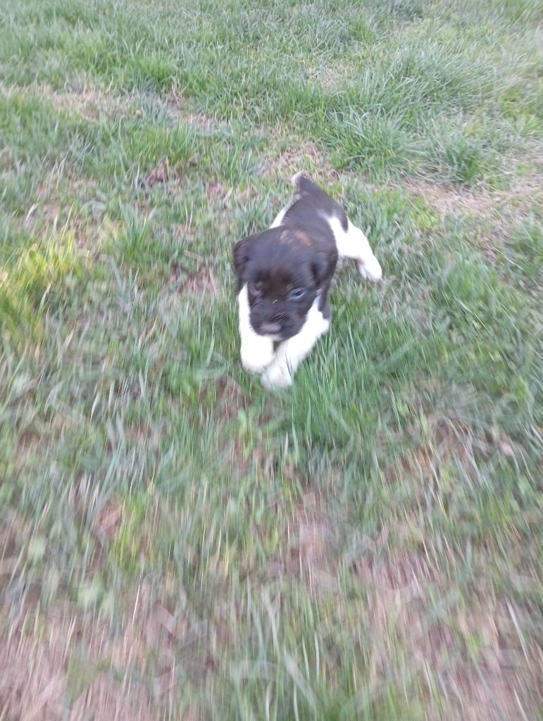 Du Roi Des Broussailles - Chiots disponibles - English Springer Spaniel