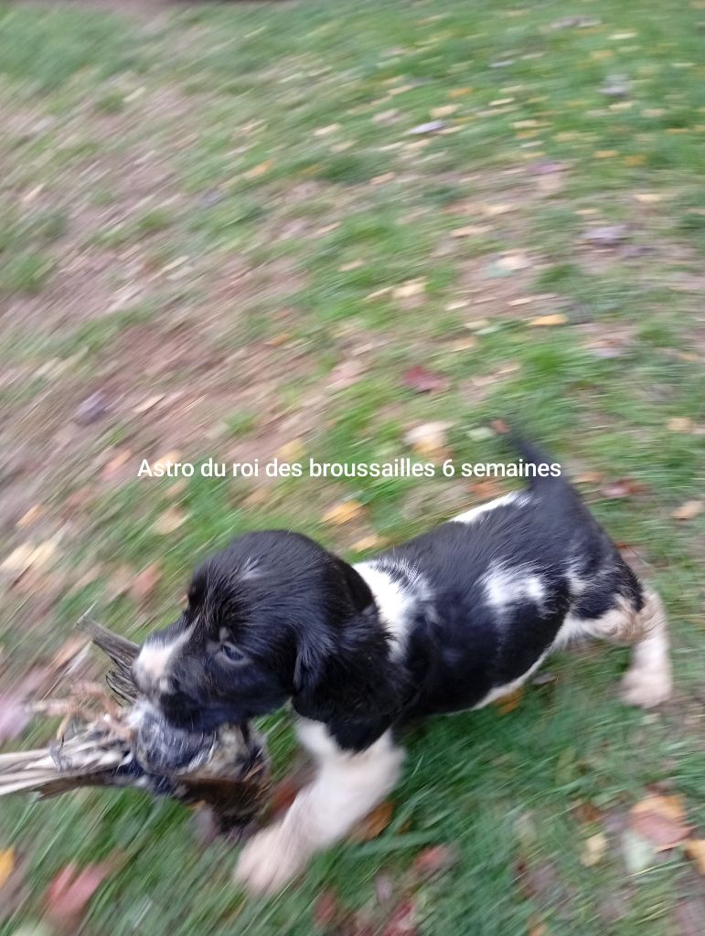 Du Roi Des Broussailles - Chiots disponibles - English Springer Spaniel