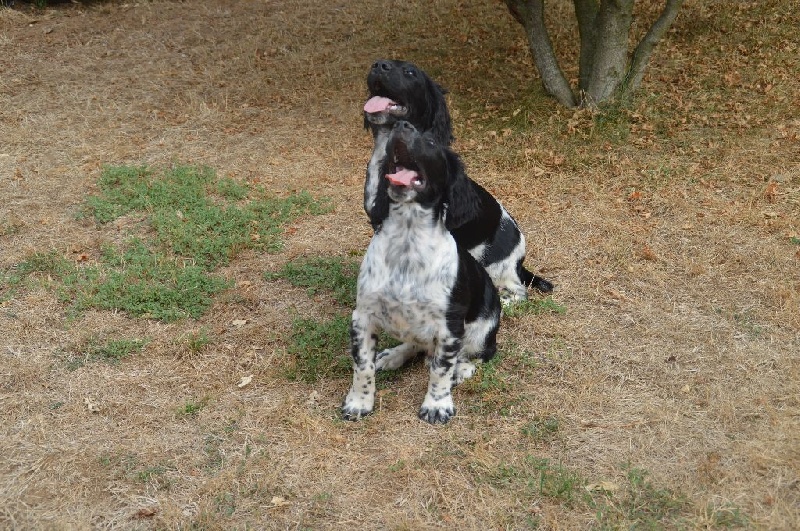 Chiot English Springer Spaniel Du Roi Des Broussailles