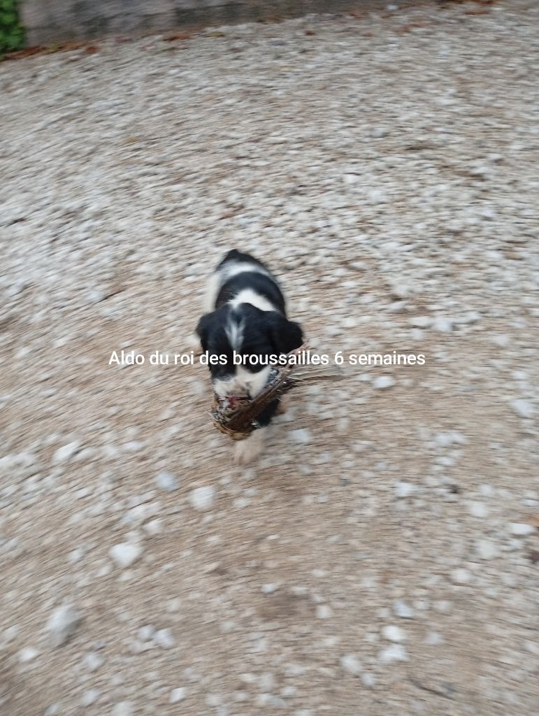 Du Roi Des Broussailles - Chiots disponibles - English Springer Spaniel