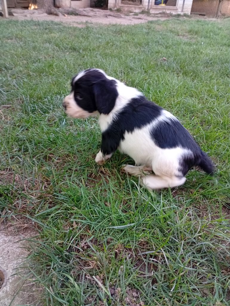 Du Roi Des Broussailles - Chiots disponibles - English Springer Spaniel