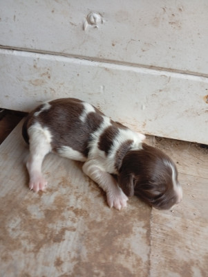 Chiot N°2