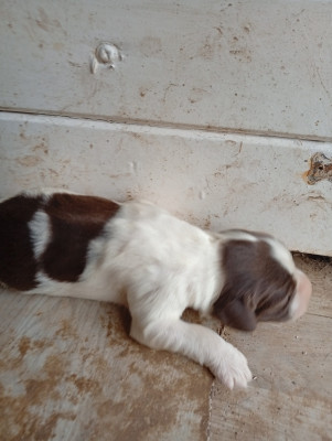 Chiot N°3