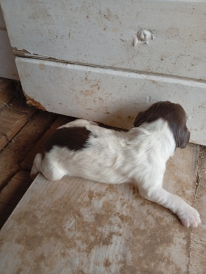 Chiot N°4