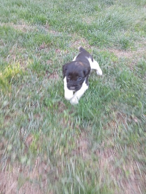 Astro