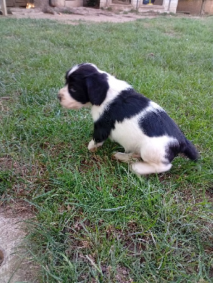 Aldo