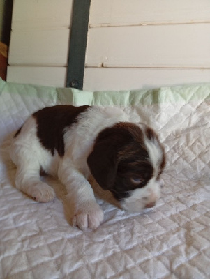 Alfie