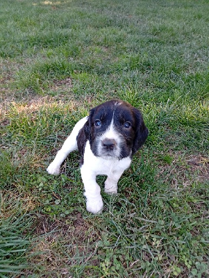 Aramis