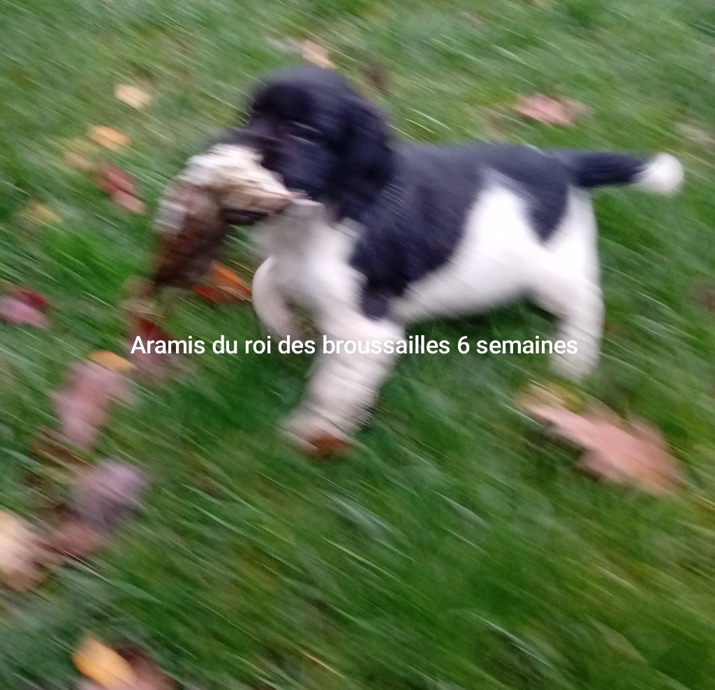 Du Roi Des Broussailles - Chiots disponibles - English Springer Spaniel