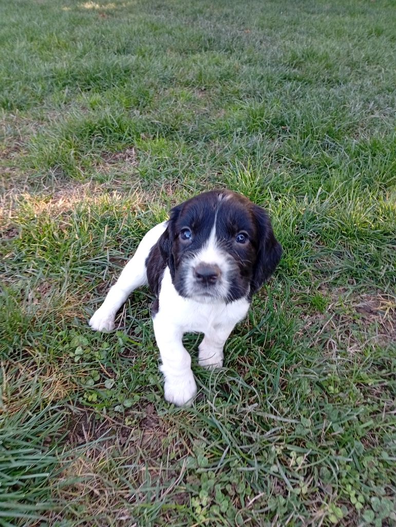 Du Roi Des Broussailles - Chiots disponibles - English Springer Spaniel